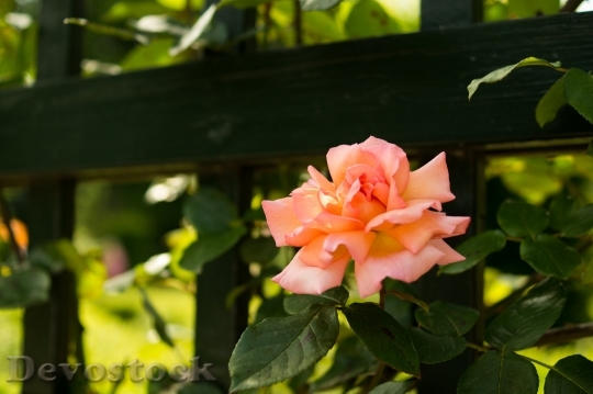 Devostock Flower Fence Pink Rse 4K