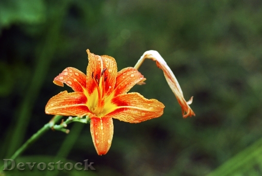 Devostock Flower Orange Lily Orange 0