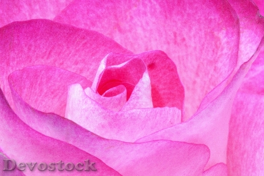 Devostock Flower Pink Rose 619