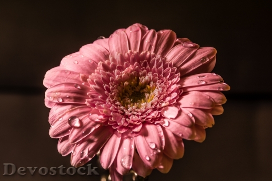 Devostock Flower Pink Water Drops