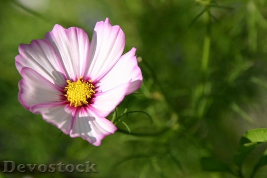 Devostock Flower Pink Yellow Open