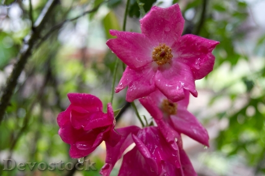Devostock Flower Rain Garden Bloom