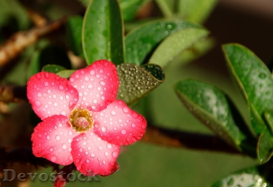 Devostock Flower Rosa Desert Yellow 0