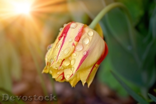 Devostock Flower Tulip Blossom Bloom 19