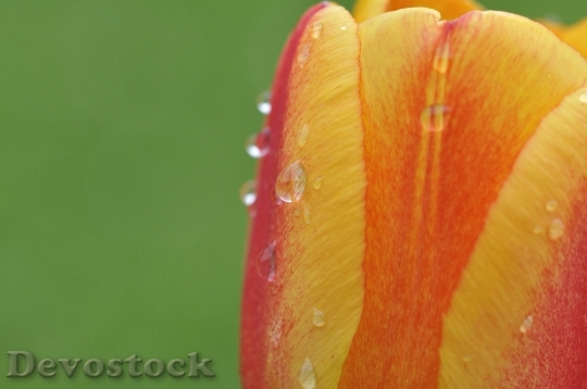 Devostock Flower Tulip Blossom Bloom 7