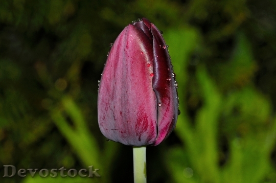 Devostock Flower Tulip Blossom Bloom 9