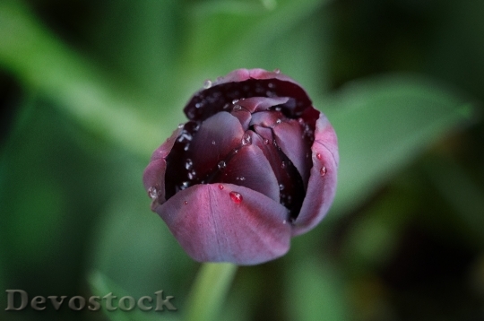 Devostock Flower Tulip Plant Schnittblume