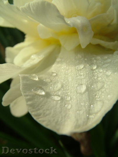 Devostock Flower Water Drops Nature