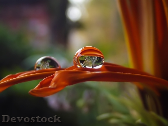 Devostock Flower Waterdrop Nature Plant