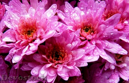 Devostock Flowers Blossom Bloom Pink 0