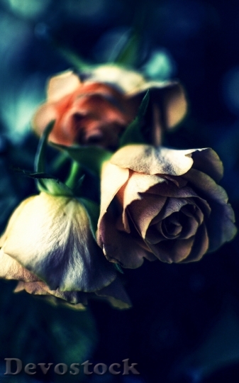 Devostock Flowers Blur Roses 1352