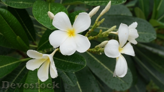Devostock Flowers Champa Champa White 0
