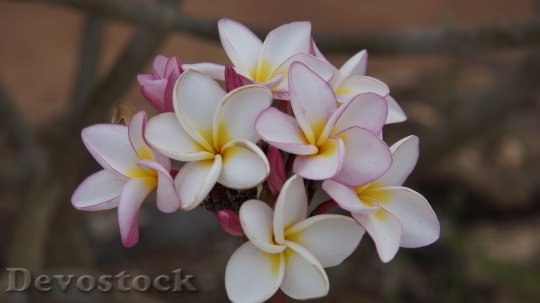 Devostock Flowers Champa Champa White