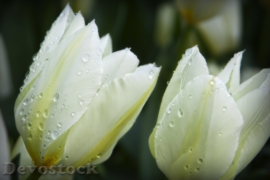 Devostock Flowers Drops Water Nature