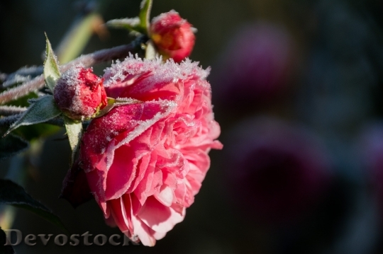 Devostock Flowers Frozen Ice 5363