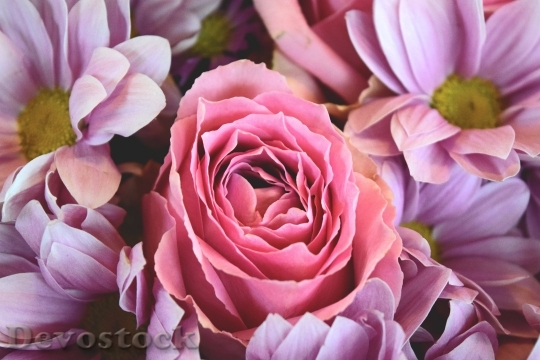 Devostock Flowers Love Roses Pink Rse 4K