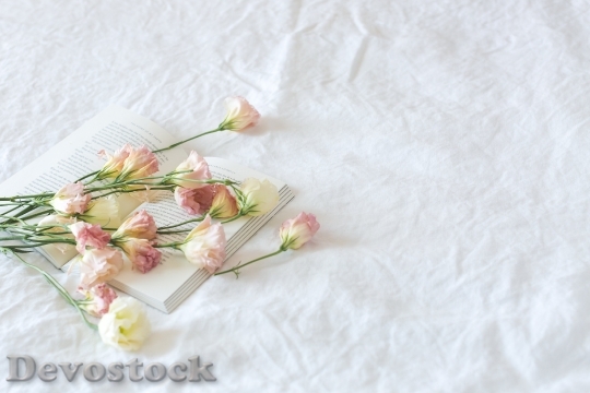 Devostock Flowers Petals Roses 5418
