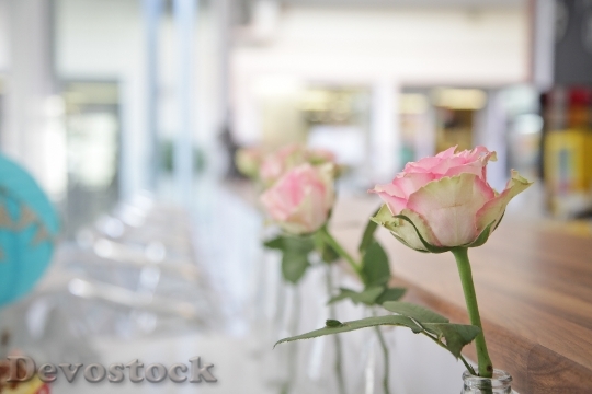 Devostock Flowers Roses Macro 1073