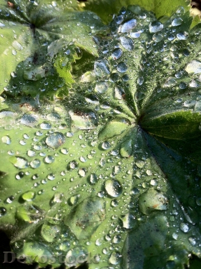 Devostock Frauenmantel Plant Nature Raindrop