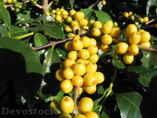 Devostock Fruit Yellow Coffee 1655374