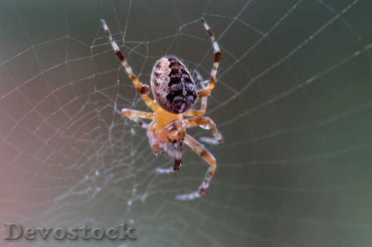 Devostock Garden Spider Araneus Diadematus 1