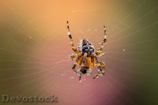 Devostock Garden Spider Araneus Diadematus 2