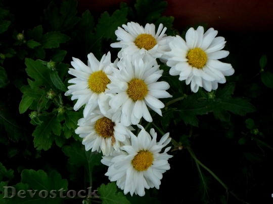 Devostock Gerber Daisy Flower Spring 0