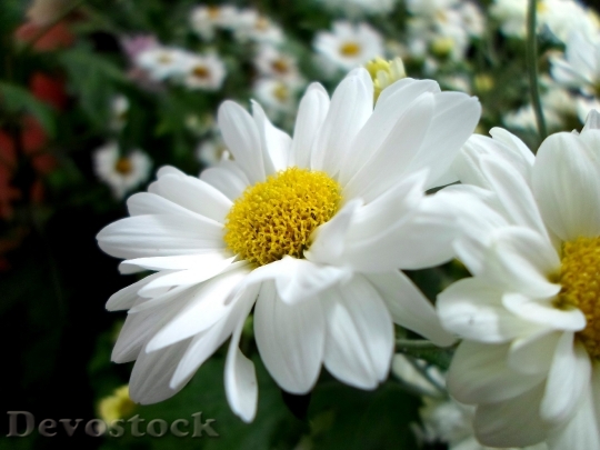 Devostock Gerber Daisy Flower Spring