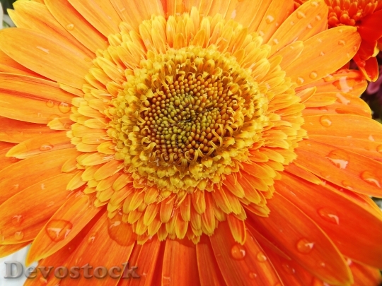 Devostock Gerbera Orange Flower Wellness