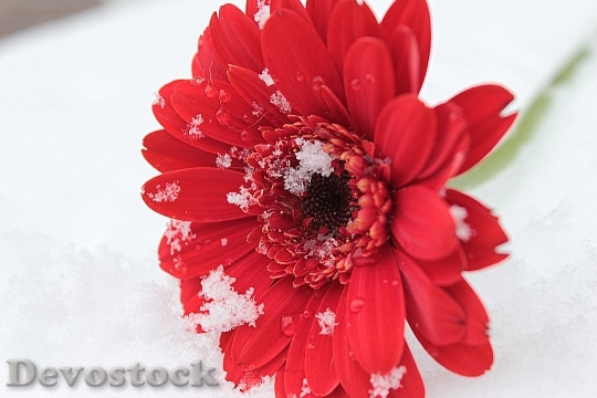 Devostock Gerbera Red Blossom Bloom