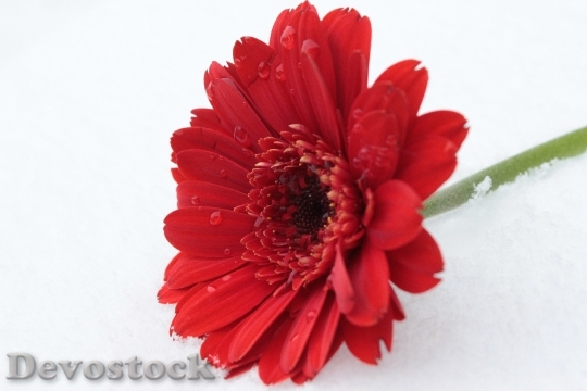 Devostock Gerbera Red Flower Blossom 0