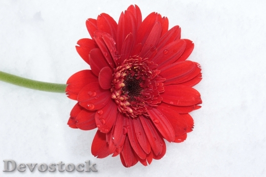 Devostock Gerbera Red Flower Blossom 1
