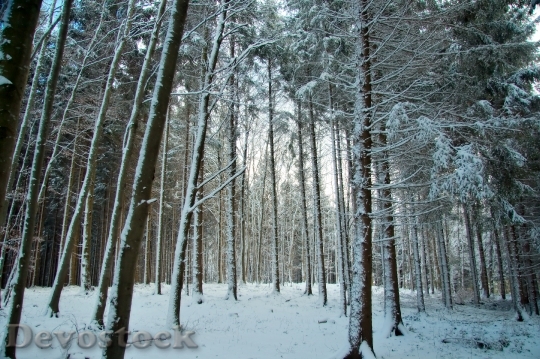Devostock Germany Bavaria Forest Trees