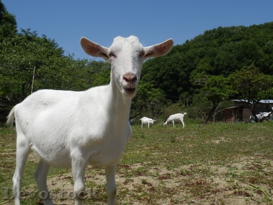 Devostock Goat Livestock Ranch White