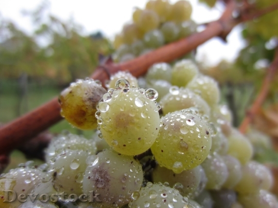 Devostock Grape Drop Water Close
