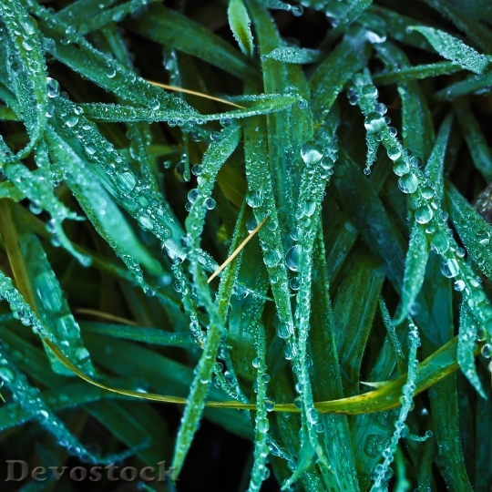 Devostock Grass Dew Dewdrop Nature