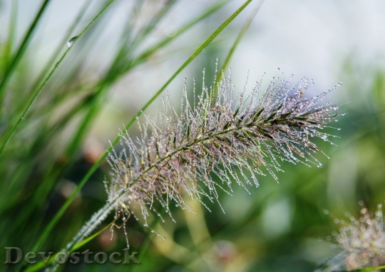 Devostock Grass Dew Plant Drop