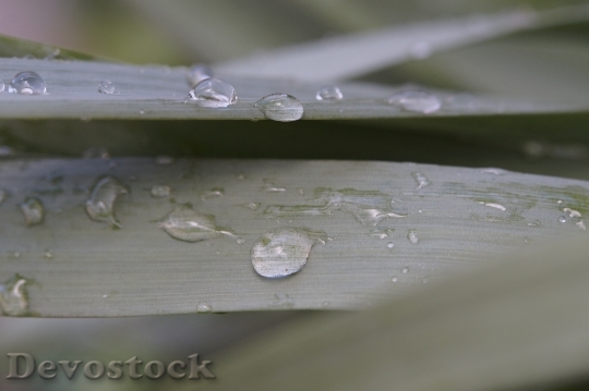 Devostock Grass Dew Raindrop Drip