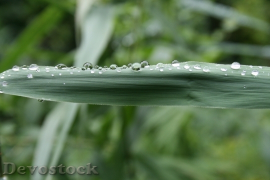 Devostock Grass Drop Water Field