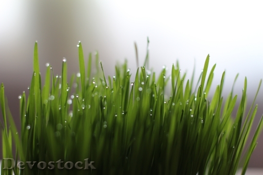 Devostock Grass Drop Water Wheatgrass 0