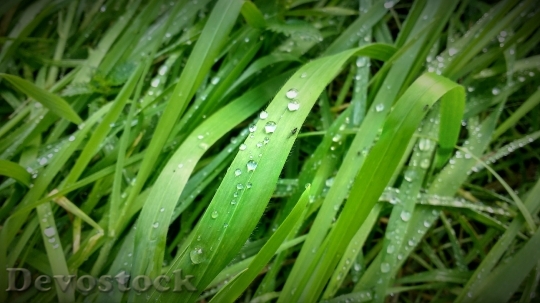 Devostock Grass Drops Plants Drops