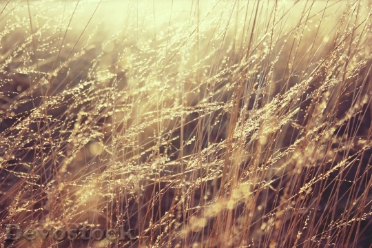 Devostock Grass Gold Sun Peace