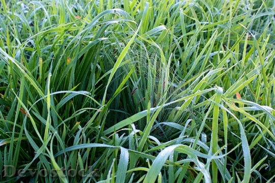 Devostock Grass Green Meadow Nature 0
