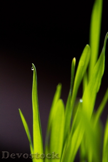 Devostock Grass Growing Green Drop