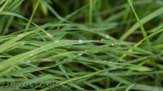 Devostock Grass Moist Wet Rain