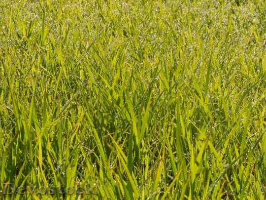 Devostock Grass Wheat Young Green