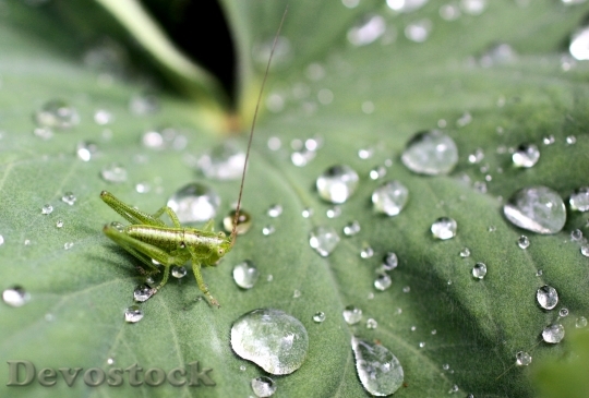 Devostock Grasshopper Leaves Green Nature