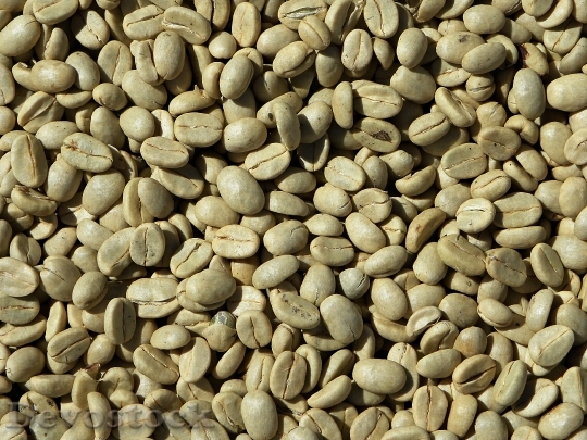 Devostock Green Coffee Coffee Beans