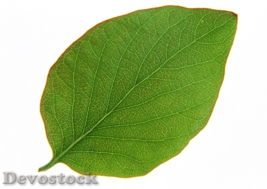 Devostock Green Leaf Isolated On 3