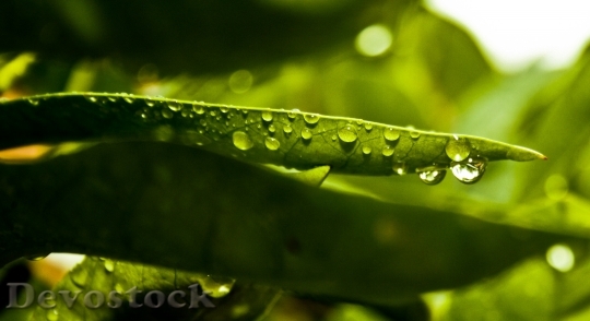 Devostock Green Leaf Water Rain